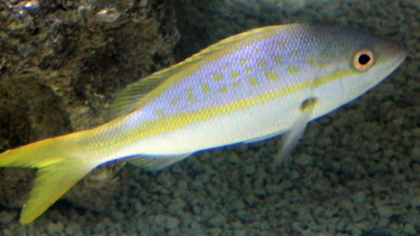 fishing yellowtail-snapper