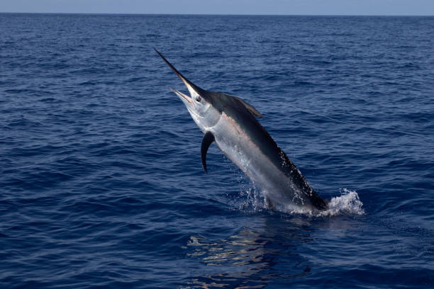 A swordfish, Xiphias gladius, showing its long flat bill